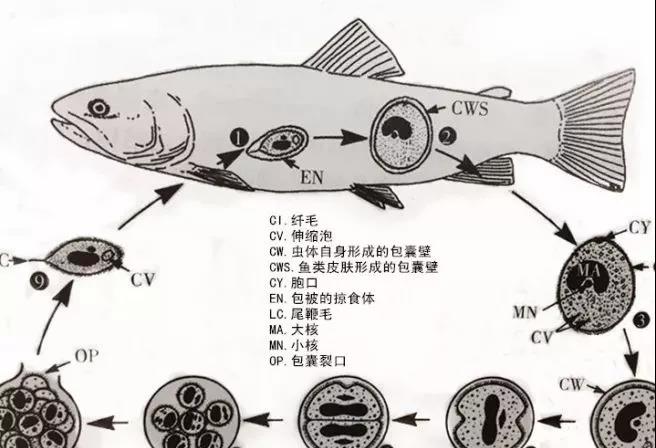 【生活史】多小瓜虫生活史为①掠食体钻入鱼类皮肤后被寄主组织包被