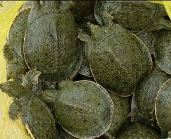 甲鱼裙边卷起的防治